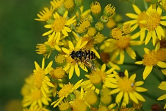 David Plant Photography - Wildlife Photographer - Myathropa florea - A